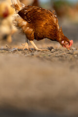 Hen in a farmyard (Gallus gallus domesticus)