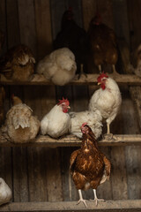 Hen in a farmyard (Gallus gallus domesticus)