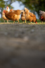 Hen in a farmyard (Gallus gallus domesticus)
