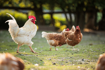 Hen in a farmyard (Gallus gallus domesticus)