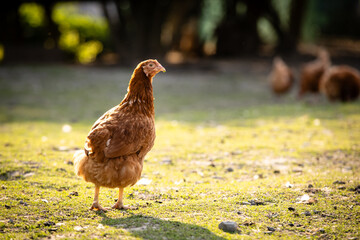Hen in a farmyard (Gallus gallus domesticus)