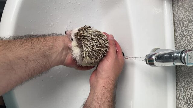 African pygmy hedgehog washes in the sink at home. the concept of caring and caring for a pet, hygiene of the African hedgehog. men's hands wash a hedgehog close-up