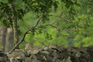 Rock Wall and Bird