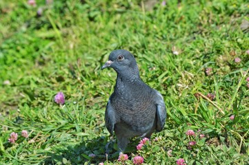 the pigeon looks at the camera. a pigeon walks on the grass