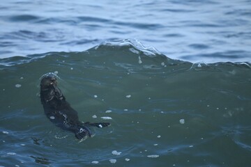 Fototapeta premium Otter in a wave