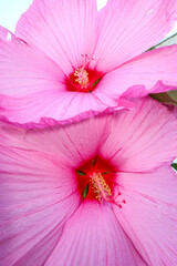Marsh hibiscus flowering flower plant herb nature natural detail close up © Samuele Gallini