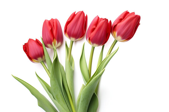 red tulips isolated on white generative AI
