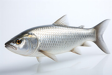 Fototapeta premium fish on white background