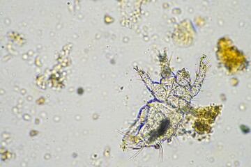 micro arthropods,soil microbes organisms in a soil and compost sample, fungus and fungi and under the microscope in regenerative agriculture. in australia.