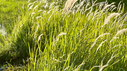 Imperata cylindrica Beauv's feather grass in nature