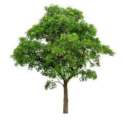 Fototapeta premium Green Tree Isolated