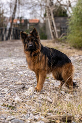 Fototapeta na wymiar german shepherd dog on the ground