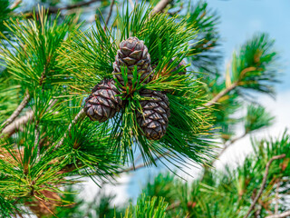 Cones on a Siberian stone pine. Close-up. Evergreen plants