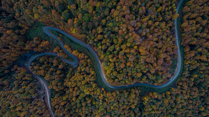 Autumn road in forest