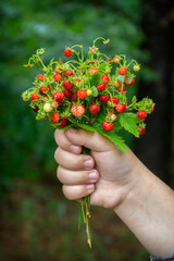 In the forest during the day in the hand a branch with strawberries.