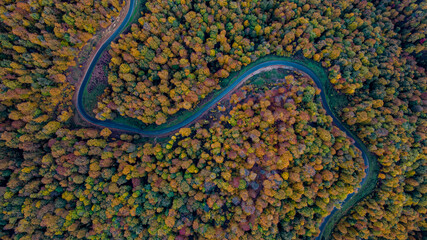 close up of a forest snake