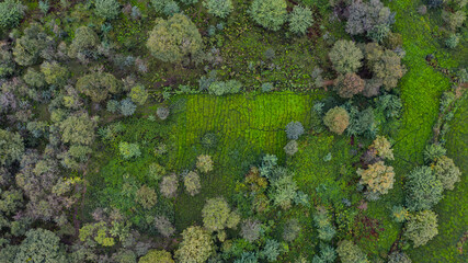 Green tea farm in forest