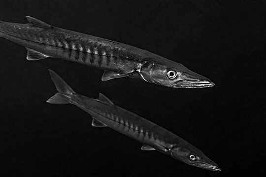 A Pair of Barracuda Swim By