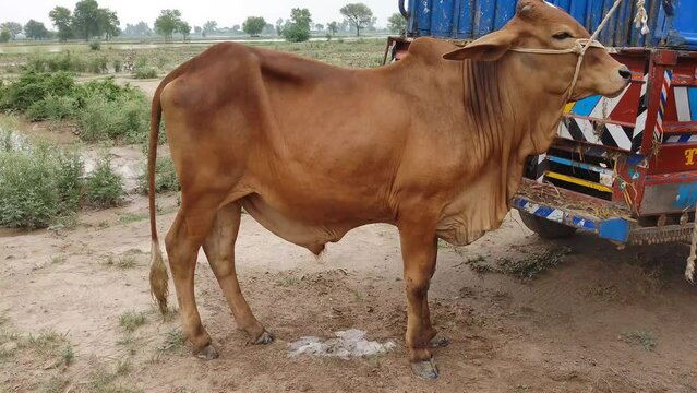 Beautiful brown bull in mandi 