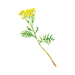 Yellow field tansy hand-painted. Watercolor illustration of delicate flower isolated on white background. Meadow wildflower naturally painted for textile ptinting, logo, postcards. Floral illustration