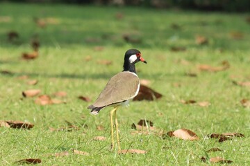 Red-wattled lapwing (Vanellus indicus), an Asian lapwing or large plover, ground birds searching food in grass field