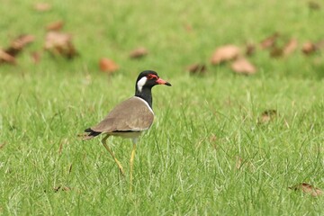Red-wattled lapwing (Vanellus indicus), an Asian lapwing or large plover, ground birds searching food in grass field