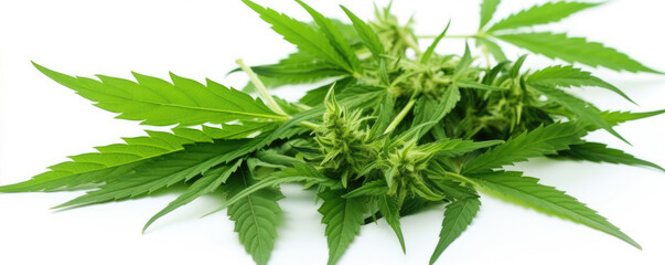 Fototapeta premium Cannabis plant on the white background. generative ai