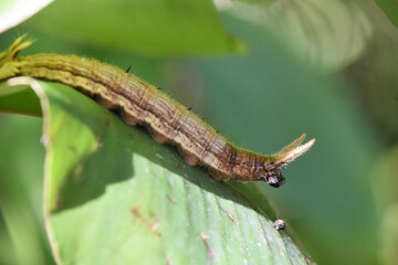 Stunning Up Close Look at a Caterpillar