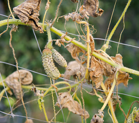 Dried bush of cucumbers with unripe fruits