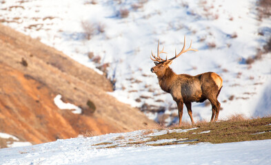 Deer in the snow against the sky and mountains. A herd of wild deer.