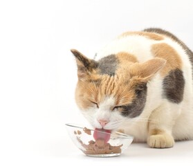 cat eats wet food