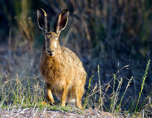 Hare in the grass, staring at camera