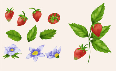Watercolor set of red strawberries with leaves. Hand drawn food illustration. Summer sweet and bright fruits and berries