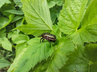 Macro shot of beautiful, metallic, shiny green and copper beetle (Protaetia cuprea) on green leaf in summer