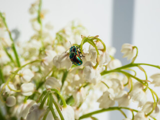 Couple of colorful Dead-nettle leaf beetle (Chrysolina fastuosa) with gold and copper shine and metallic luster that transitions to green or violet-blue longitudinal stripes mating