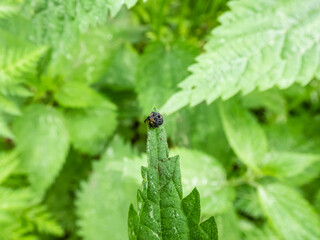 Close-up shot of the figwort weevil (Cionus scrophulariae) sitting on a green leaf. Dark coloured, almost black, covered in a shiny and sticky secretion with a spot on back