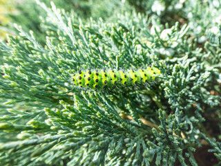 Macro shot of the larva or caterpillar of the small emperor moth (Saturnia pavonia) - green with black rings and yellow and red spots among green leaves