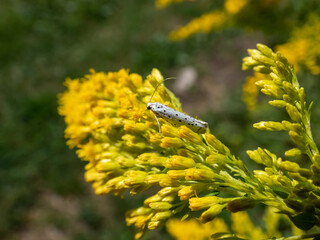 The bird-cherry ermine (Yponomeuta evonymella) on yellow flower in sunlight. The forewings are white with rows of small black spots. The moth is resting, the wings are placed close to body