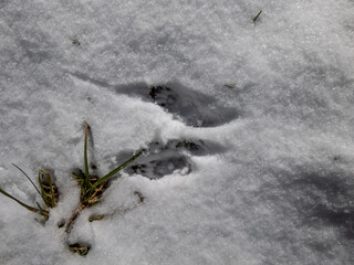 Small footprints of four paws of Eurasian Red Squirrel (Sciurus vulgaris) on the ground covered with soft, white snow in winter