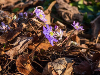 Macro shot of first of the spring wildflowers American Liverwort (Anemone hepatica) in brown dry leaves in sunlight. Lilac and purple flowers. Beautiful floral scenery