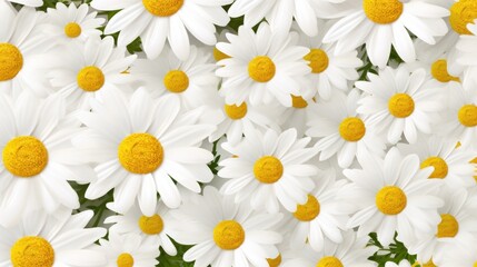 Chamomile flowers, top view, background with copy space