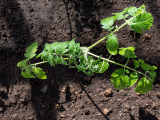 Small tomato plant seedlings growing in a wet soil in a greenhouse in the garden in a sunlight. Gardening and concept of growing food