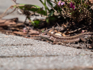 Detailed close-up of the Viviparous lizard or common lizard (Zootoca vivipara) on the ground near garden vegetation shot from the side and ground level