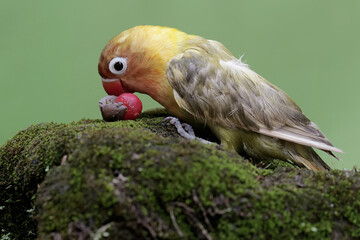 A lovebird eating wild plant fruit that falls to the ground. This bird which is used as a symbol of true love has the scientific name Agapornis fischeri.