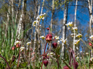 Close-up shot of nodding red flower of water avens (Geum rivale) growing in a green meadow surrounded with wild flowers in spring with blue sky and spring forest in the background