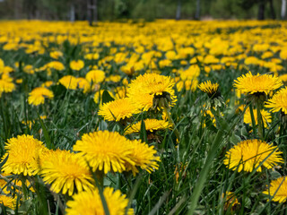 Macro shot of bright yellow dandelions (Lion's tooth) flowering in the big field of flowers with green grass and yellow dandelions with horizon and blue sky
