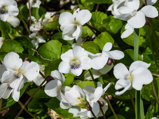 Fototapeta premium Macro shot of white form of flower of common blue violet or common meadow violet (viola sororia) among green leaves in sunlight in spring