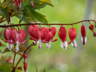 Bleeding heart (Dicentra spectabilis) 'Valentine' flowering with puffy, dangling, bright red heart-shaped flowers with a white tip in summer