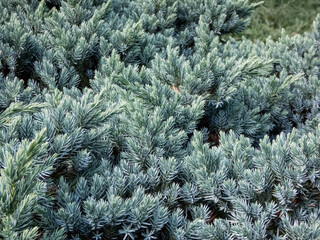 Dwarf evergreen shrub  - Flaky juniper or singleseed juniper (juniperus squamata )'Blue star' with...