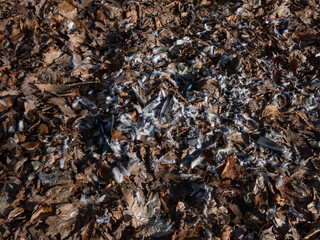 View of grey and white bird feathers on the forest ground covered with autumn leaves, bird prey eaten by the big predatory bird. Feeding scenery of a bird of prey with plucked feathers
